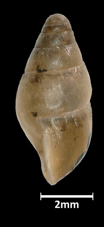 Media type: image;   Malacology 39830 Aspect: lateral